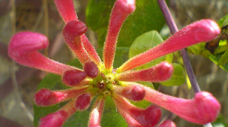 Honeysuckle rose фиалка фото